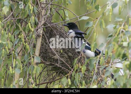 Elster, Pica pica, Vögel, Brut, Nest, Sperlingsvögel, Rabenvögel, Singvögel, Vögel Stockfoto