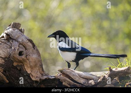 Elster, Pica pica, Vögel, Rabenvögel-Familie, Sperlinge, Rabenvögel, Singvögel, Singvögel, Vögel Stockfoto