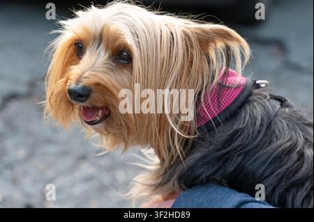 Nahaufnahme-Porträt eines fröhlichen Yorkshire-Terrier-Malteser-Mixes, der ein rosa Geschirr trägt. Stockfoto