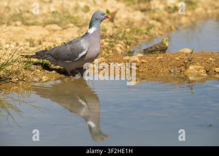 Columba Palumbus, Emberiza Citrinella, Goldammer, Ringeltaube, Waldtaube, Goldammer, Bad, Vogelbad, Vögel, Columbidae, Tauben, Spiegel, Sperlingsvögel Stockfoto