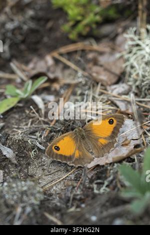 Braunes Augenastrild, Gatekeeper, Gelbes Augenastrild, Maniola tithonus, Augenastrild, Pyronia tithonus, Rostbraunes Augenastrild, Rötlichbraunes Augenastrild, Schmetterling, große Größe Stockfoto