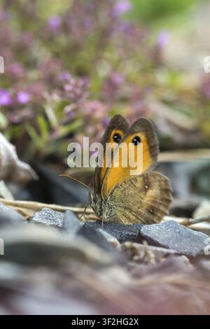 Braunes Augenastrild, Gatekeeper, Gelbes Augenastrild, Maniola tithonus, Augenastrild, Pyronia tithonus, Rostbraunes Augenastrild, Rötlichbraunes Augenastrild, Schmetterling, große Größe Stockfoto