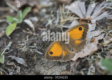 Brauner Augapfel, Gatekeeper, Gelber Augapfel, Maniola tithonus, Augapfel, Pyronia tithonus, Rostbrauner Augapfel, Rotbrauner Augapfel, Schmetterling, Insekten, Schmetterling Stockfoto