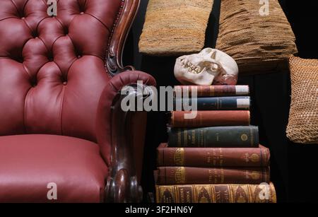 Ein alter Affenschädel, Knochen, Skelett auf einem Stapel Bücher neben einem roten Ledersessel. Im Australian Museum in Sydney. Stockfoto