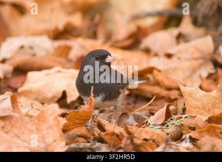 Fotografie eines schönen Dunkelaugen-Juncos, früher Schieferfarbener Junco genannt, der auf dem Boden zwischen herabgefallenen Herbstblättern füttert. Stockfoto