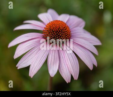 Echinacea purpurea, oder Purpur-Sonnenhut, isoliert vor weichem verschwommenem grünem Hintergrund. Stockfoto