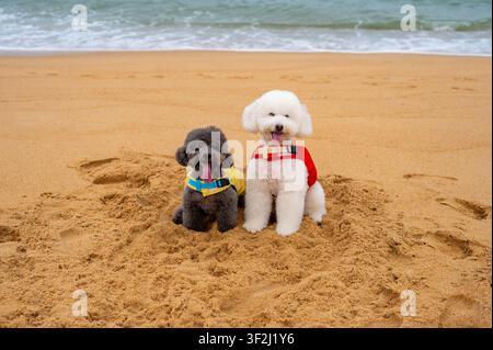 Zwei glückliche Pudel, grau und weiß, in Rettungswesten sitzen zusammen an einem Sandstrand. Stockfoto
