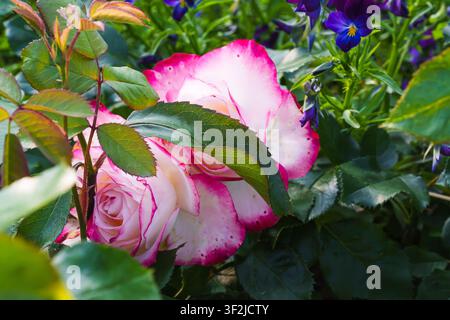 Rosa und weiße Rose, die zwischen grünen Blättern und violetten Stiefmütterchen blüht Stockfoto