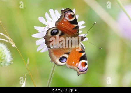 Europäischer Pfauenfalter (Aglais io) mit geöffneten Flügeln auf einer lila Blüte im Sonnenlicht sitzend, Nahaufnahme-Makroaufnahme eines farbenfrohen Insekts in der Natur Stockfoto