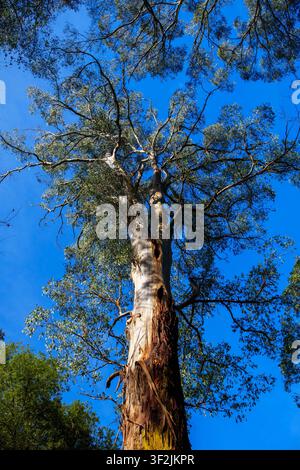 Eine Bodennah-Aufnahme eines majestätischen Baumes mit heller Rinde, der seine kunstvollen Äste in einen klaren, lebendigen blauen Himmel streckt und Ruhe und Wachstum ausstrahlt. Stockfoto