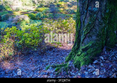 Eine Nahaufnahme eines moosbedeckten Baumstamms neben verdorrten Hortensien in einem friedlichen, sonnendurchfluteten Garten während der Herbstsaison Stockfoto