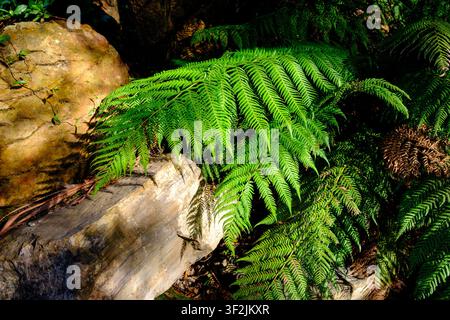 Eine Nahaufnahme fängt Sonnenlicht ein, das durch hellgrüne Farnblätter fällt und komplizierte Schatten auf eine raue, strukturierte Steinoberfläche in einem Pfauengarten wirft Stockfoto