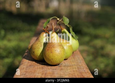 Reife Bio-Birnen frisch geerntet, zeigen natürliche Textur und grüne Blätter auf einer verwitterten Holzoberfläche im Freien. Bulgarien, Warna, 16. Juli 2026 Stockfoto