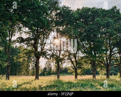 Goldenes Sonnenlicht fällt durch ausgewachsene Eichen in einer friedlichen Sommermwiese und schafft eine natürliche Waldlandschaft, ideal für Themen der Natur, Tranqu Stockfoto