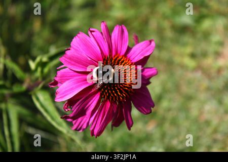 pelzige Biene auf einer hellrosa Blume mit orangefarbenen Staubblättern. Stockfoto