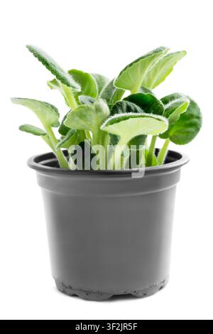 Violette Zimmerpflanze in einem Topf isoliert auf weißem Hintergrund Stockfoto