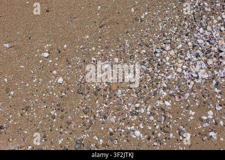 Diagonale Muschellinie auf Strandsand Stockfoto