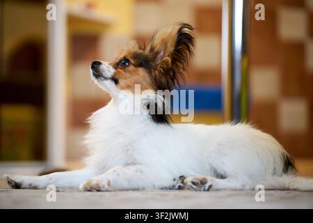 Süßer Papillon-Welpe liegt auf dem Boden und schaut aufmerksam nach oben, bezauberndes Schmetterlingshund-Porträt, reinrassiges Haustier drinnen sitzend, flauschiger kleiner Jagdhund Stockfoto