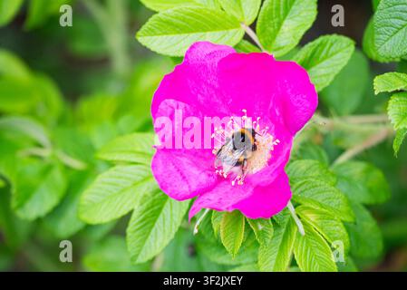 Eine lebhafte Nahaufnahme einer hellrosa Wildrose mit einem flauschigen Bienenstock, der in ihrer Mitte Pollen sammelt, umgeben von üppigen, strukturierten grünen Blättern Stockfoto
