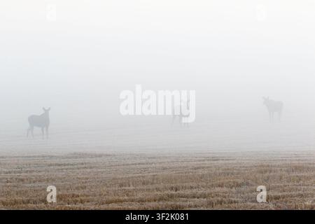 Elchkuh und zwei Elchbullen im Nebel auf einem Feld Stockfoto