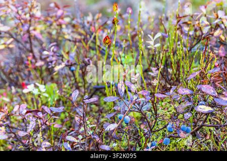 Blaubeeren, die im Wald im Herbst wachsen Stockfoto