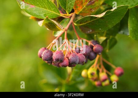 Bündel dunkler purpurfarbener Aroniabeeren an einem nassen Ast mit Blättern vor einem weichen grünen Bokeh-Hintergrund für Superfood-Ernte und natürliche Ernährung Stockfoto