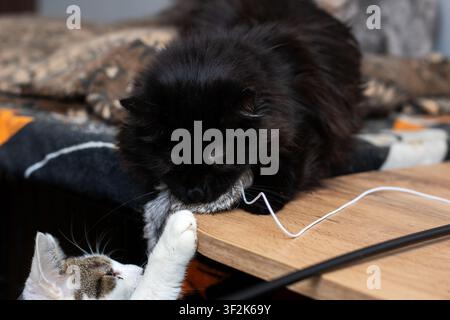Katzenfreunde genießen verspielte Momente. Reife Katze und winziges Kätzchen interagieren über ein Strangs Spielzeug Stockfoto