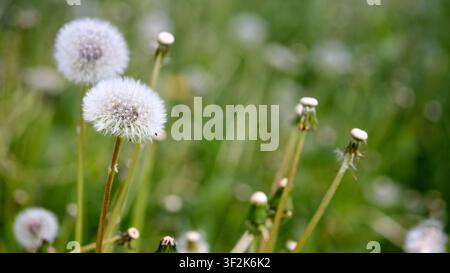 Löwenzahn in grüner Wiese, flauschige Samenköpfe und geschlossene Knospen Nahaufnahme, verschwommener Bokeh-Hintergrund, Naturkonzept, Sommermoor, Makro-Pflanzenfoto Stockfoto
