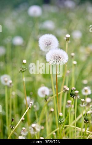 Löwenzahn in grüner Wiese, flauschige Samenköpfe und geschlossene Knospen Nahaufnahme, verschwommener Bokeh-Hintergrund, Naturkonzept, Sommermoor, Makro-Pflanzenfoto Stockfoto