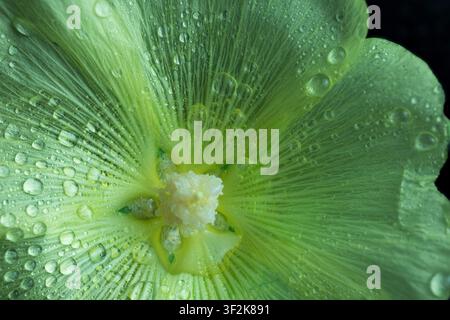 Grüne Blütenblätter zeigen kleine Wassertropfen vom Morgentau oder Regen Stockfoto