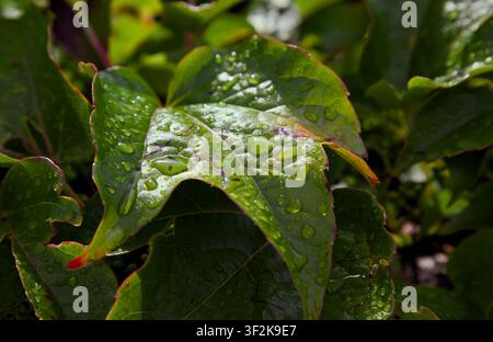 Nahaufnahme eines Boston-Ivy-Blatts (Parthenocissus tricuspidata), das nach dem Regen mit Wassertropfen bedeckt ist, während das Sonnenlicht die Blattoberfläche hervorhebt Stockfoto