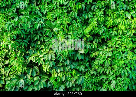 Hintergrund ist Wand aus grünen Blättern von Pflanzen Stockfoto