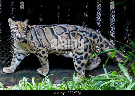 Ein Nebelpanther (Neofelis nebulosa) ruht ruhig und zeigt seine charakteristischen wolkenförmigen Zeichnungen, kräftigen Körperbau und langen Schwanz. Stockfoto