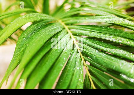 Wassertropfen auf grünen Blättern Nahaufnahme, nasser Palmenzweig nach dem Regen, tropische Blatttextur, frisches Blattmuster, Tautropfen auf der Pflanze, Natur, Öko Stockfoto