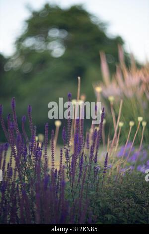 Lila Salbei-Blüten in weicher Schärfe mit verschwommenen grünen Bäumen im Hintergrund Stockfoto