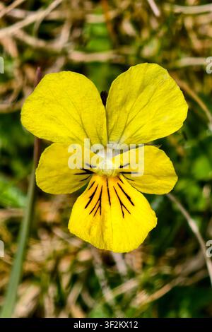 Berg Stiefmütterchen Viola lutea Stockfoto