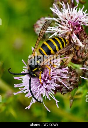Baumsame (Dolichovespula sylvestris) füttert an Kriechdistel Cirsium arvense Stockfoto
