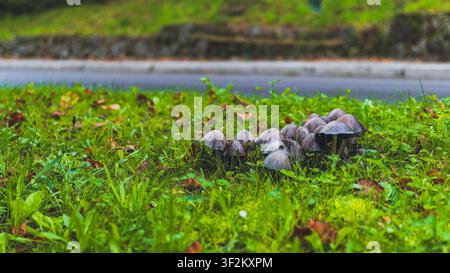 Haufen wilder Pilze, die in üppigem grünen Gras neben einer asphaltierten Straße wachsen. Stimmungsvolle Herbstnaturlandschaft, Fokus auf Pilzkolonie, lebendiges Wiesenlaub Stockfoto
