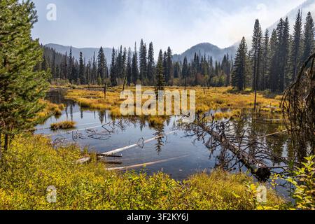 Prachtvolle Sumpf- und Biberteichgebiet umgeben von dichtem Kiefernwald und fernen Bergen im E. C. Manning Provincial Park, British Columbia, Kanada. Stockfoto