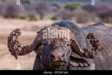 Nahaufnahmeporträt eines afrikanischen Kap-Büffels (Syncerus caffer) mit Hörnern, die nach dem Wälzen stark mit getrocknetem Schlamm bedeckt sind Stockfoto