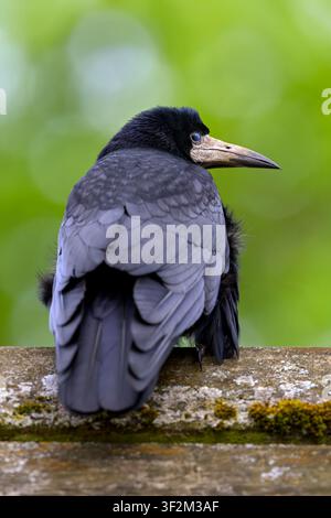 Rabe, der auf einem verwitterten Holzgeländer sitzt, mit halb über das Auge gezogenem Nickerlid vor einem weichen grünen Hintergrund, den Kopf zur Seite gewandt Stockfoto