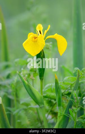 Gelbe Schwertlilie (Iris pseudacorus) blüht in einem Feuchtgebietshabitat in den Somerset Levels, England, UK Stockfoto