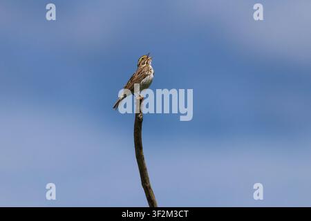 Savannah-Sperling an einem Junimorgen im nördlichen Wisconsin. Stockfoto