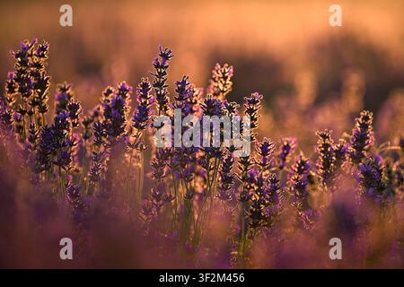 Rückseitig beleuchtete englische Lavendelfl Blüten, die im frühen Morgenlicht in Somerset, England, UK leuchten Stockfoto