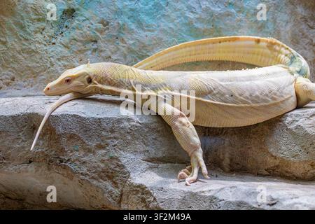 Ein albino Asiatischer Wassermonitor (Varanus salvator) mit blassen Schuppen und charakteristischen rosa Augen. Stockfoto
