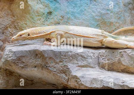 Ein albino Asiatischer Wassermonitor (Varanus salvator) mit blassen Schuppen und charakteristischen rosa Augen. Stockfoto