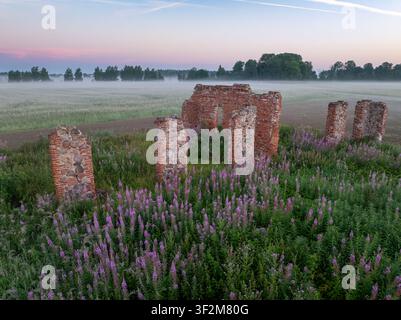 Historische Steinruinen umgeben von blühendem Feuerkraut im Morgennebel bei Sonnenaufgang, Krimulda, Lettland Stockfoto