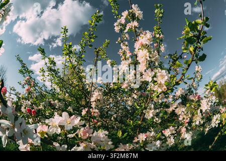 Blühende Apfelbaumzweige mit rosa und weißen Blüten Stockfoto