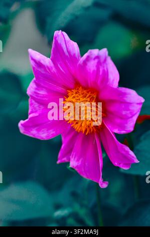 Lebendige Makroaufnahme einer einzelnen, leuchtend magenta-rosa Dahlie in voller Blüte. Der Mittelpunkt der Blüte ist gefüllt mit dichten, federartigen orangefarbenen Staubblättern. Diese lebendige Blüte steht in starkem Kontrast zu einem dramatisch verschwommenen und verdunkelten Hintergrund aus tief tealgrünem Laub, wodurch eine stimmungsvolle und dramatische natürliche Komposition entsteht. Die natürliche Textur der Blütenblätter ist deutlich sichtbar. Diese vertikale, hochwertige Fotografie ist ideal für Naturliebhaber, Gärtner und Künstler, die suchen nach Stockfoto