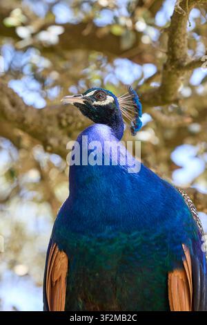 Nahaufnahme-Porträt eines farbenfrohen Pfaus mit lebhaftem blauem Gefieder. Stockfoto